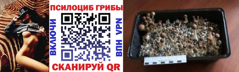 Псилоцибиновые грибы Cubensis  где продают   Нижневартовск 